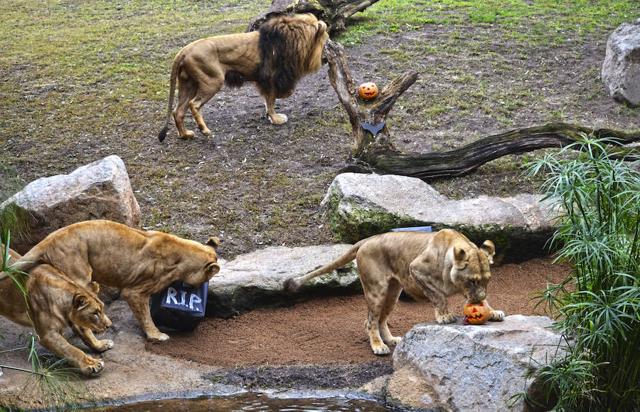 Los chimpancés, gorilas, driles, lemures, suricatas, leones y elefantes de Bioparc Valencia han celebrado un Halloween muy animal con manjares como calabazas con ojos rellenas de muesli, miel, frutas o incluso gusanos y carnes rojas y sangrientas.