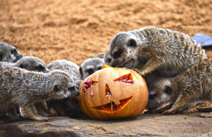 Los chimpancés, gorilas, driles, lemures, suricatas, leones y elefantes de Bioparc Valencia han celebrado un Halloween muy animal con manjares como calabazas con ojos rellenas de muesli, miel, frutas o incluso gusanos y carnes rojas y sangrientas.