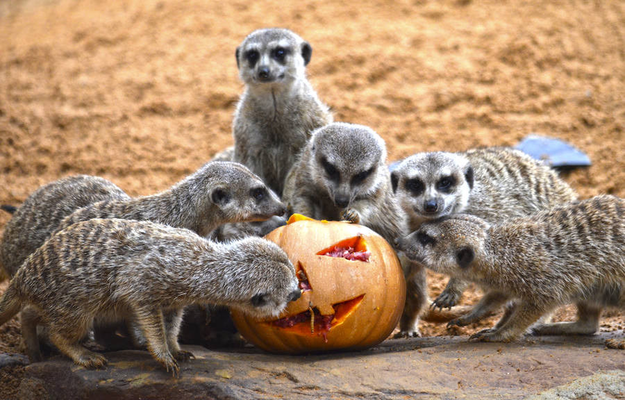 Los chimpancés, gorilas, driles, lemures, suricatas, leones y elefantes de Bioparc Valencia han celebrado un Halloween muy animal con manjares como calabazas con ojos rellenas de muesli, miel, frutas o incluso gusanos y carnes rojas y sangrientas.