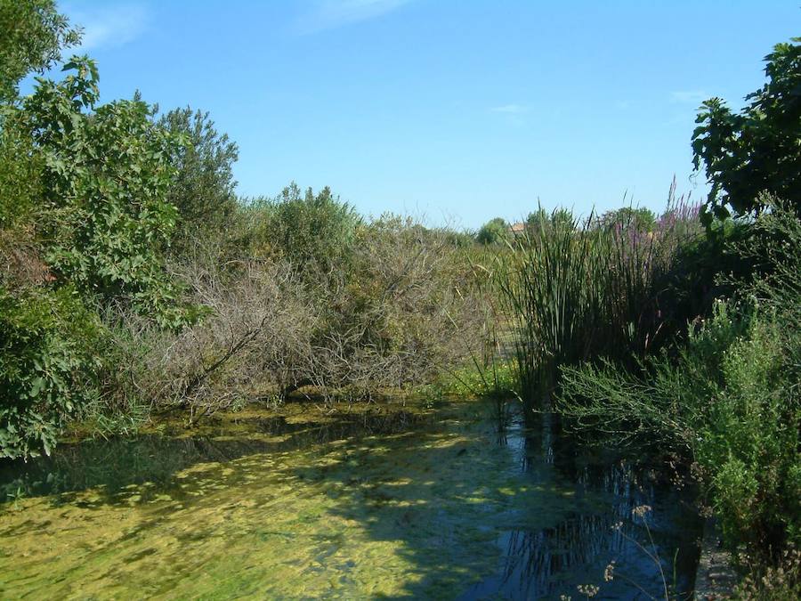 L'Ullal: Es un ecosistema acuático, entre Gandia playa y la ciudad, habitado por varias especies animales.