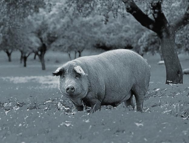 De porc y de puercos | Las Provincias