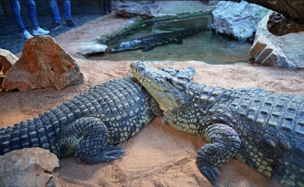 Bioparc recibe tres cocodrilos del Nilo | Las Provincias