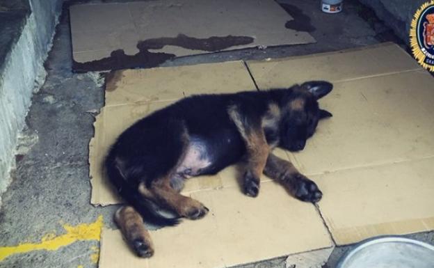 La Policía Local adopta a un cachorro tras detener a su dueño por maltrato