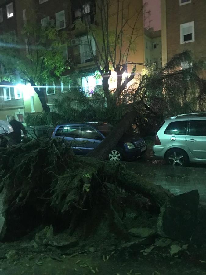 Un árbol caído en Xirivella.