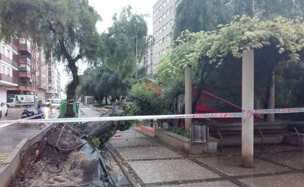 Árbol caído en Tavernes de la Valldigna por las lluvias.