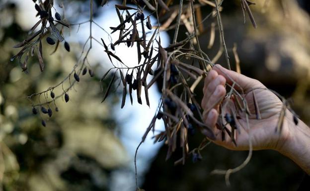 Olivos infectados por la bacteria 'Xylella Fastidiosa'.