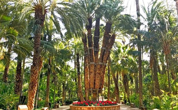 Palmera imperial de Elche. 