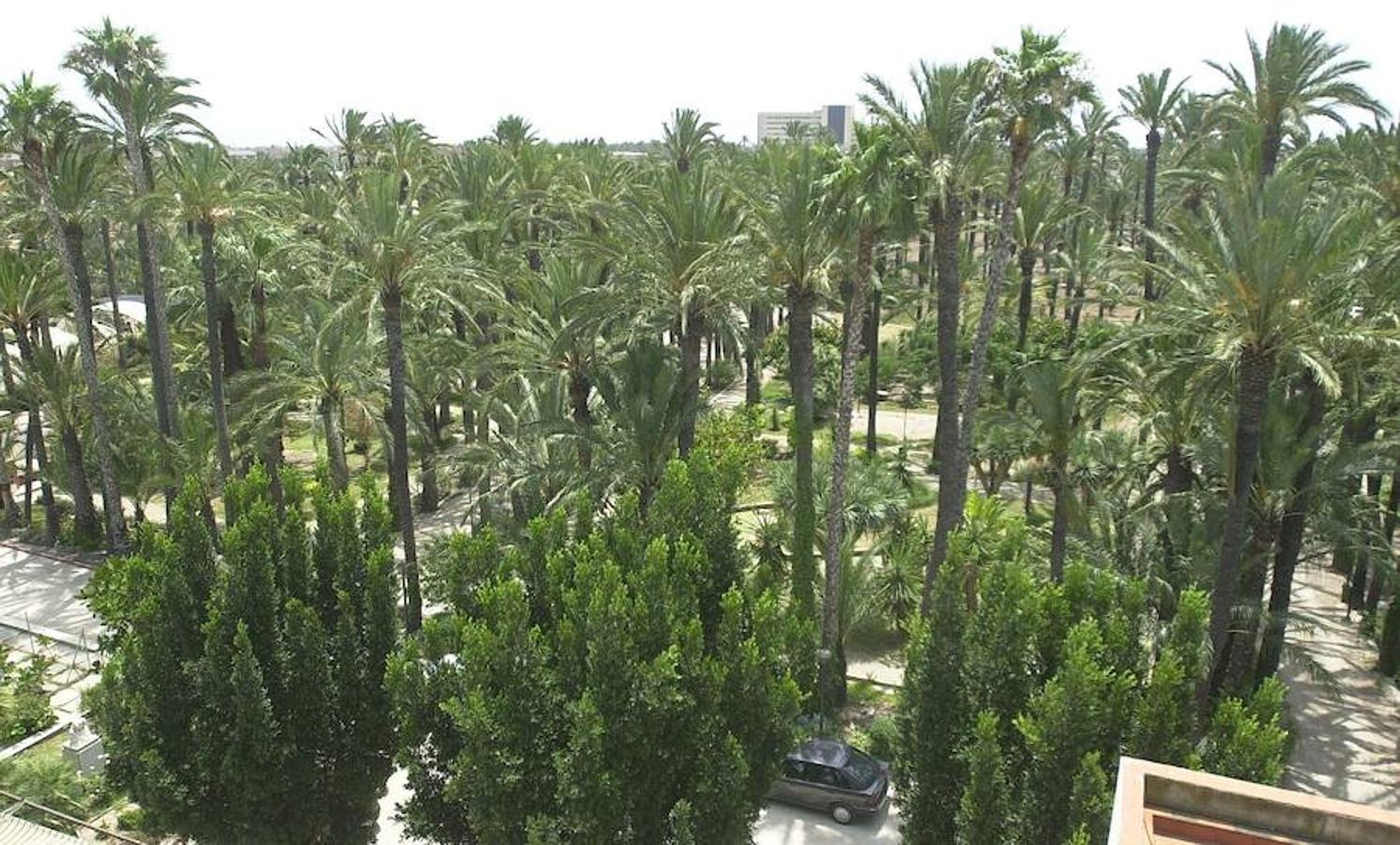 El Palmeral d'Elx | Cerca de 200.000 ejemplares forman el palmeral más grande de Europa. Elche . En el año 2000 recibieron la distinción de la UNESCO reconociendo el valor que representa el enclave ilicitano. Lugar obligado de visita en Elche, el Palmeral congrega ejemplares únicos y de una belleza incalculable.