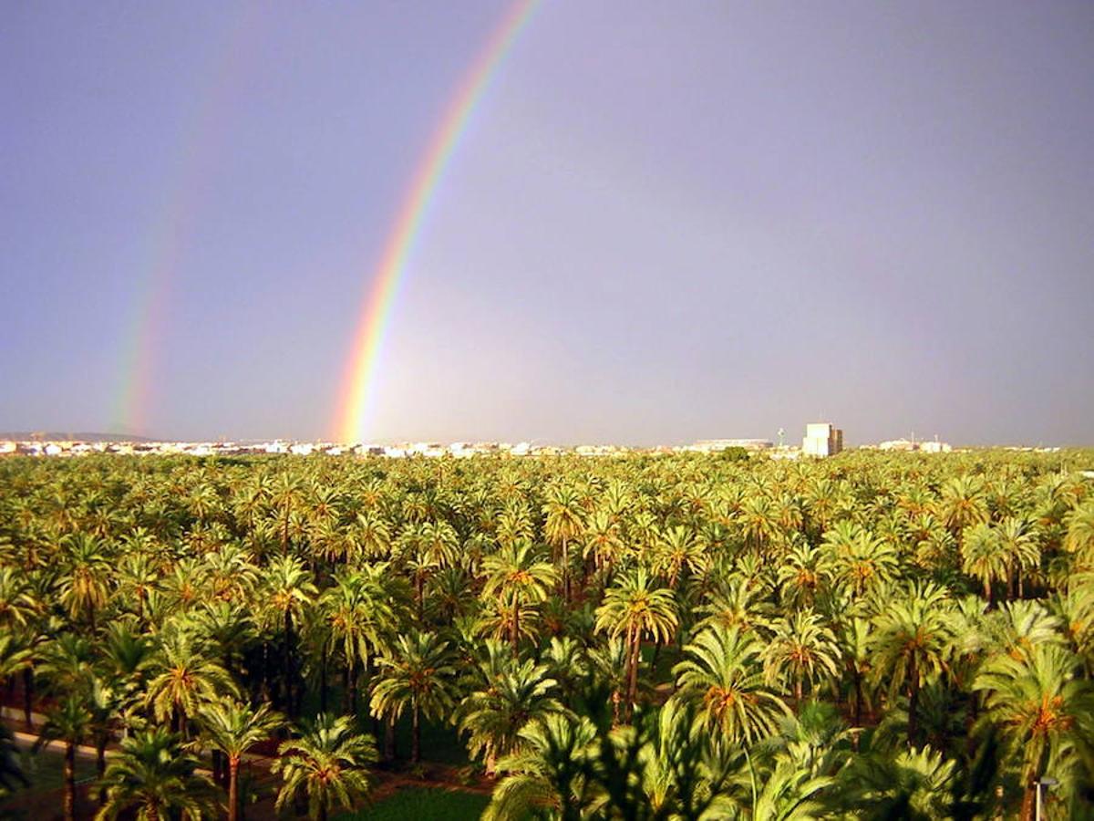 El Palmeral d'Elx | Cerca de 200.000 ejemplares forman el palmeral más grande de Europa. Elche . En el año 2000 recibieron la distinción de la UNESCO reconociendo el valor que representa el enclave ilicitano. Lugar obligado de visita en Elche, el Palmeral congrega ejemplares únicos y de una belleza incalculable.