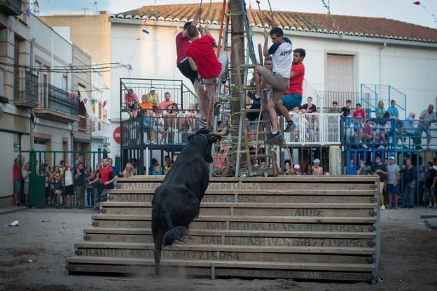 Vigilante. Una res no pierde de vista al fotógrafo. 