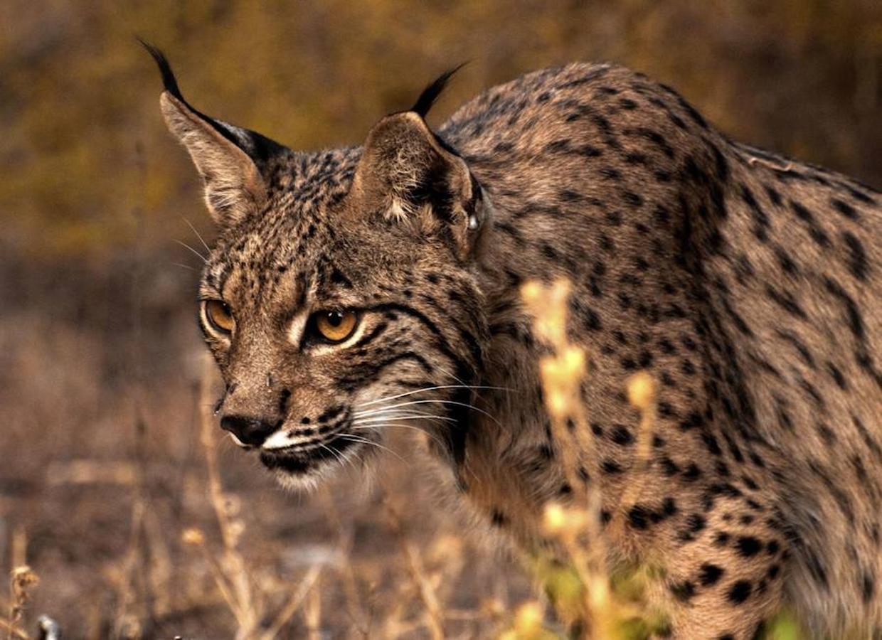 Doñana (Huelva): El rey de este paraje natural es, sin duda el lince, uno de los animales más amenazados del planeta. Sólo es posible encontrarse con este animal en dos puntos de España y uno de ellos es en Doñana, donde restan las últimas poblaciones de esta especie en peligro de extinción.