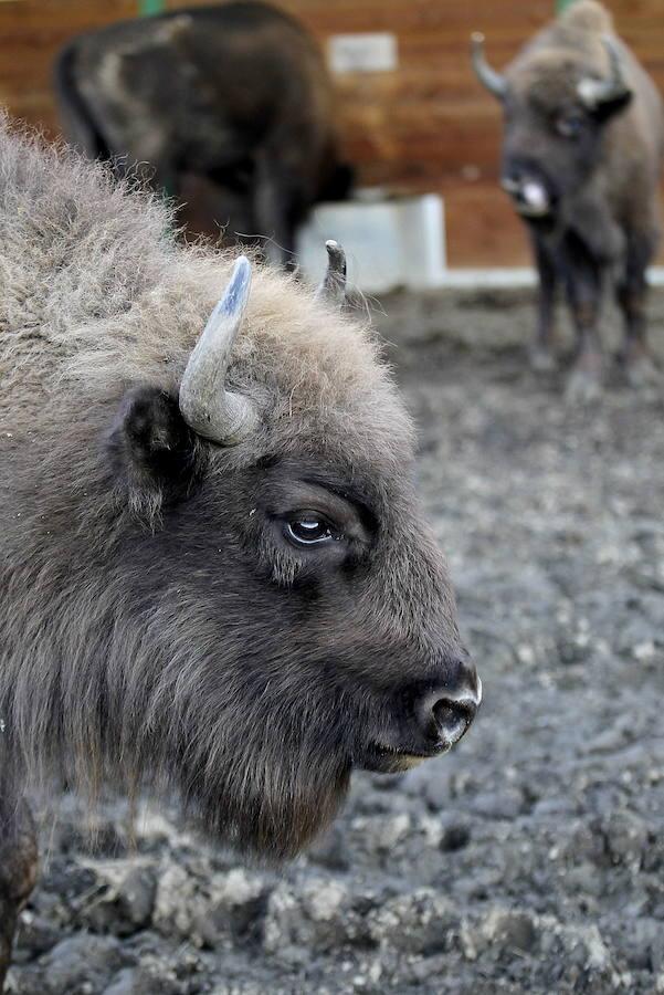 Reserva Nacional del Bisonte (Palencia): Los montes palentinos albergan esta especie salvaje, de gran simbolismo histórico, por ser el animal que cazaba el hombre de Atapuerca. El bisonte europeo se puede observar en plena libertad en este paraje, ubicado en la localidad de San Cebrián de Mudá. 