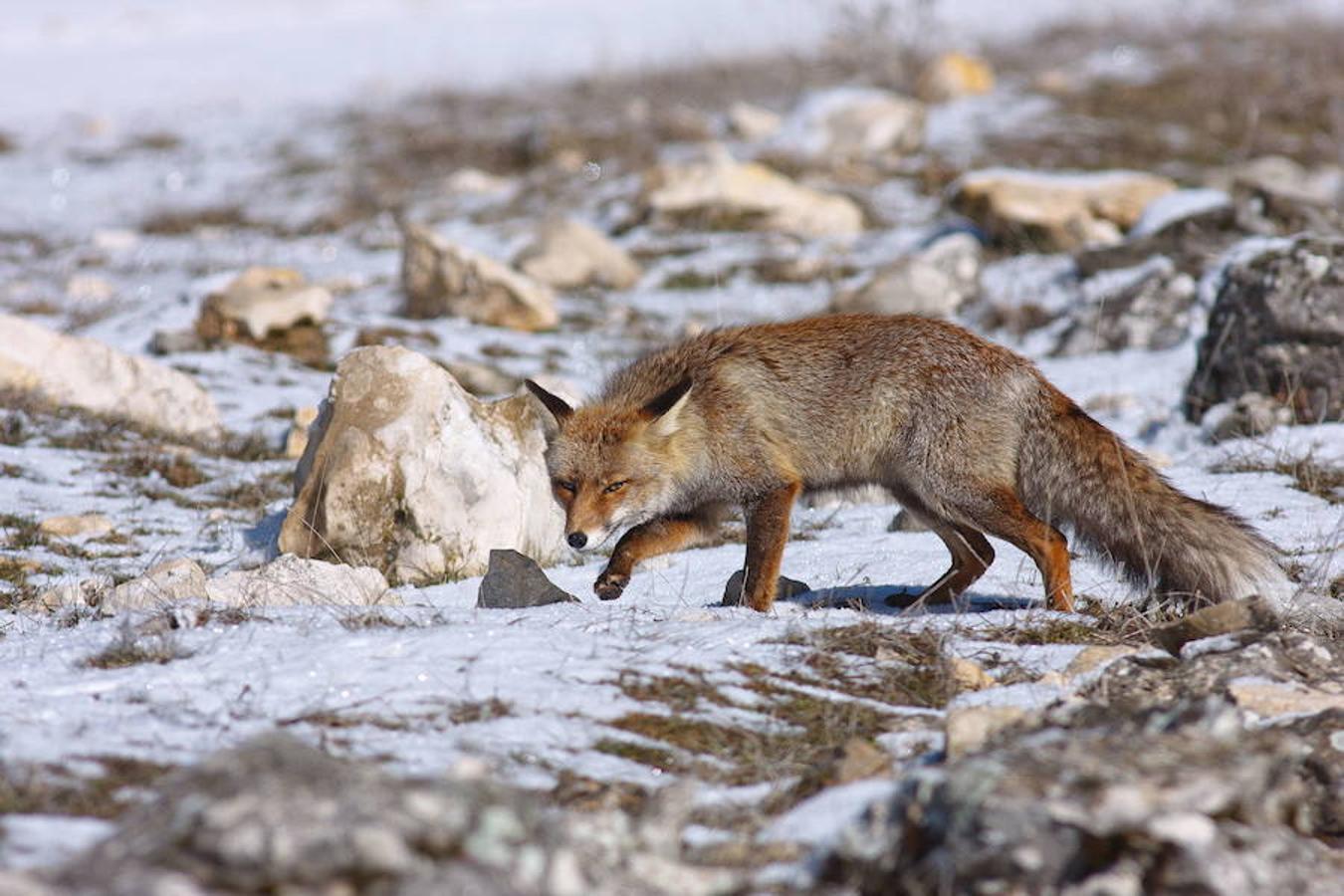 Sierra de Cazorla (Jaén): Este entorno, reconocido Reserva de la Bioesfera desde los años 60, destaca por la variedad de su fauna. Aunque la cabra montesa es el símbolo del espacio natural, se pueden encontrar también zorros, ciervos, jabalíes, buitres y águilas.