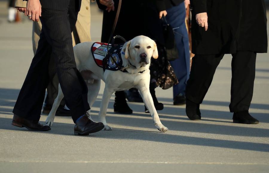El labrador se hizo famoso esta semana por una imagen en la que aparecía recostado al lado del féretro de su amo, al que ayudó durante su enfermedad. El noble animal también asistió al entierro, donde robó las miradas de todos los asistentes.