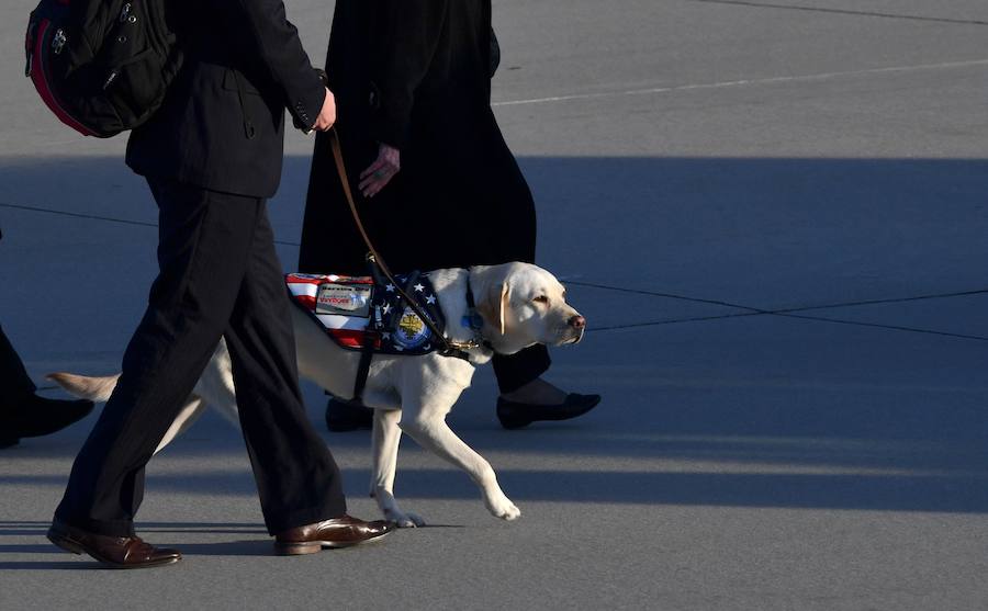 El labrador se hizo famoso esta semana por una imagen en la que aparecía recostado al lado del féretro de su amo, al que ayudó durante su enfermedad. El noble animal también asistió al entierro, donde robó las miradas de todos los asistentes.