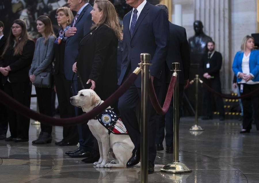 El labrador se hizo famoso esta semana por una imagen en la que aparecía recostado al lado del féretro de su amo, al que ayudó durante su enfermedad. El noble animal también asistió al entierro, donde robó las miradas de todos los asistentes.