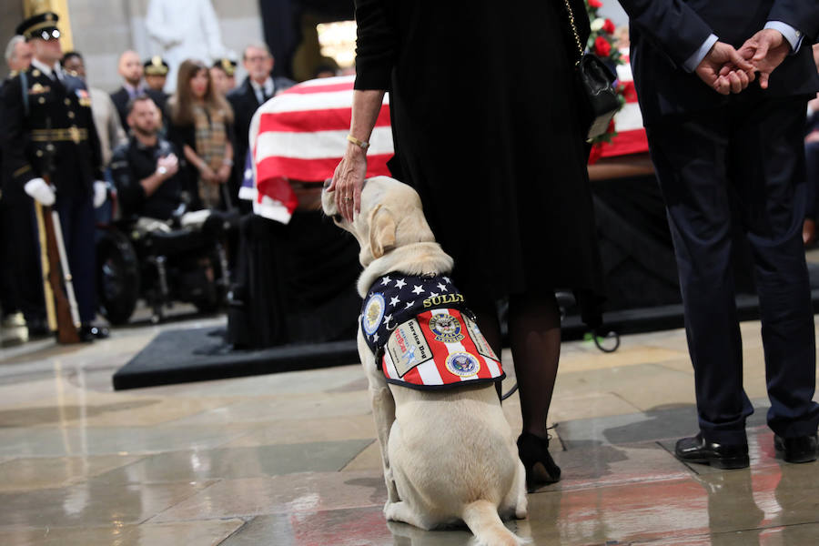 El labrador se hizo famoso esta semana por una imagen en la que aparecía recostado al lado del féretro de su amo, al que ayudó durante su enfermedad. El noble animal también asistió al entierro, donde robó las miradas de todos los asistentes.