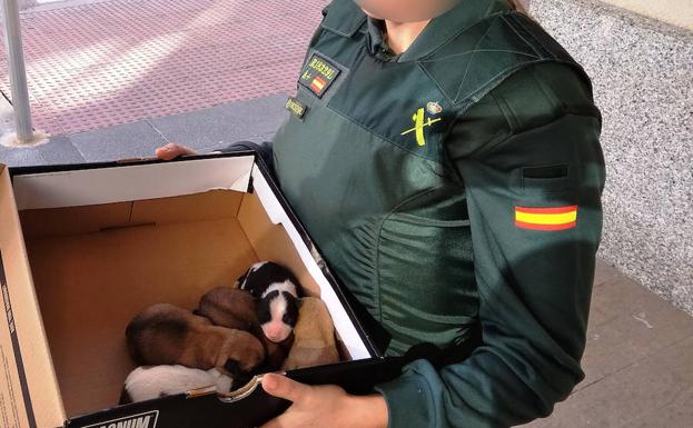 Los cachorros abandonados en un contenedor de Benicarló.