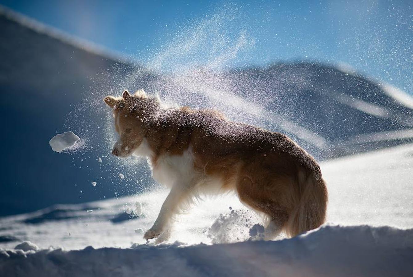 Un perro juega con la nieve en Nebelhorn, Alemania.