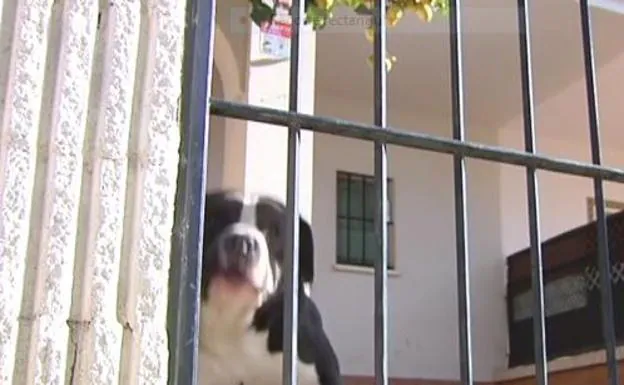 Un 'okupa' emplea perros agresivos para evitar que entren en una vivienda en Sevilla que luego subalquila