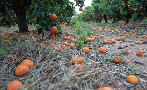 Naranjas sin recoger en un huerto de Torrent a causa de las importaciones de cítricos de Sudáfrica.