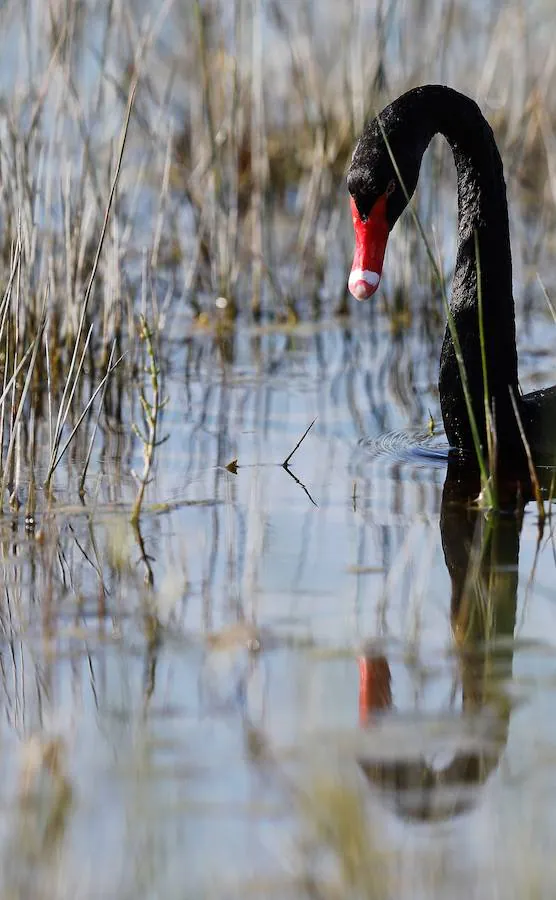 Pese a su reducido tamaño y sus múltiples amenazas, La Marjal dels Moros cuenta con poblaciones importantes de varias especies, algunas en serio peligro de extinción. 