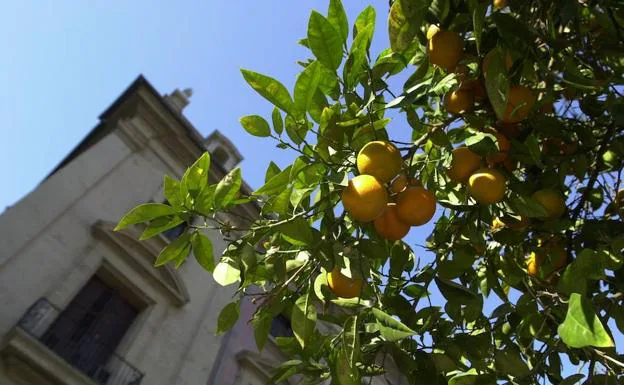 El Ayuntamiento de Valencia empieza a retirar la naranja amarga de 6.000 árboles de la ciudad