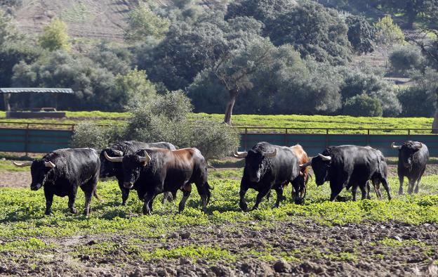 Tropa de toros de Fuente Ymbro para la temporada 2019.  