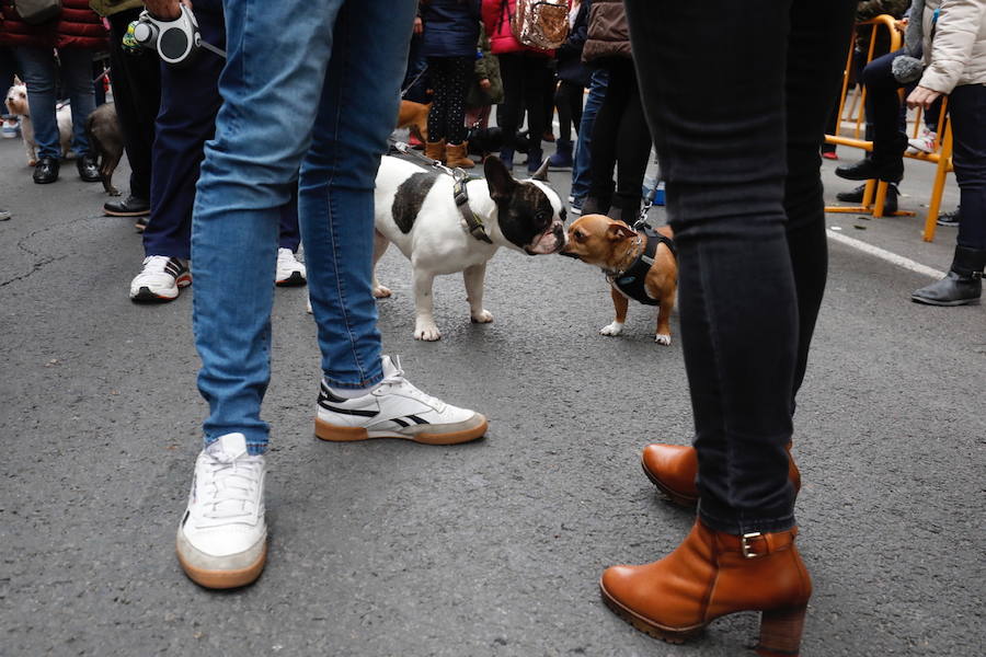 La calle Sagunto acoge un año más el tradicional acto que reúne a decenas especies de animales