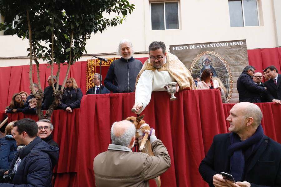 La calle Sagunto acoge un año más el tradicional acto que reúne a decenas especies de animales