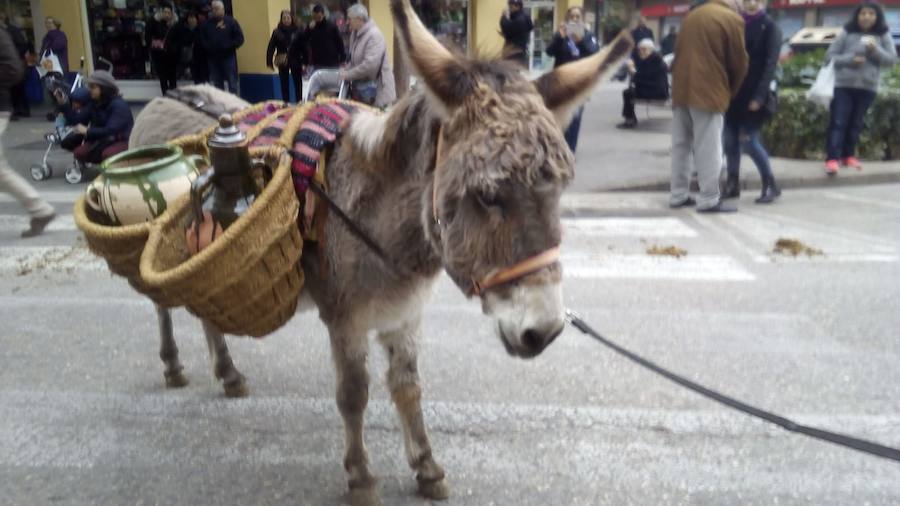 La calle Sagunto acoge un año más el tradicional acto que reúne a decenas especies de animales