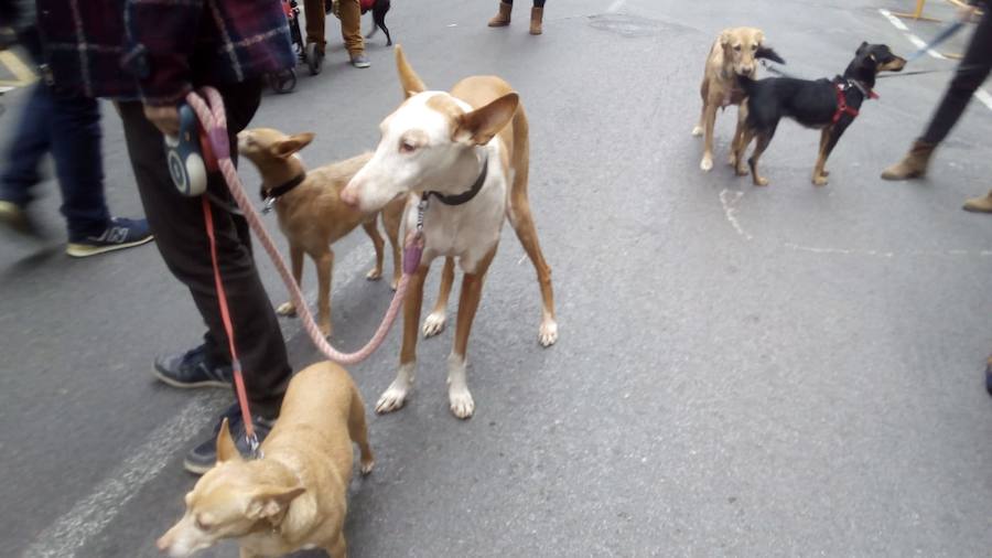 La calle Sagunto acoge un año más el tradicional acto que reúne a decenas especies de animales