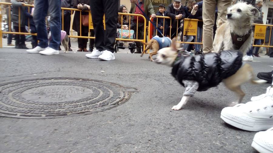 La calle Sagunto acoge un año más el tradicional acto que reúne a decenas especies de animales