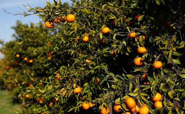 Los empresarios agrícolas acusan al Consell de sólo dar ayudas por el pedrisco a las cooperativas