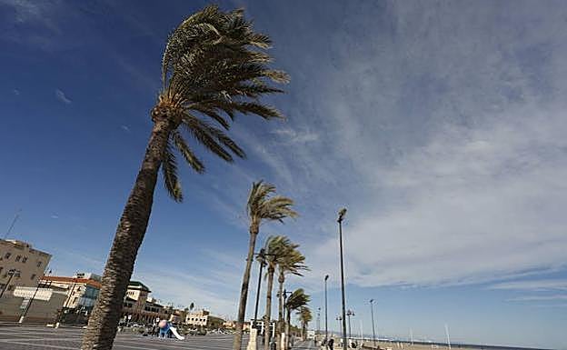 El tiempo en la Comunitat | Consejos para evitar el peligro ante un temporal de viento