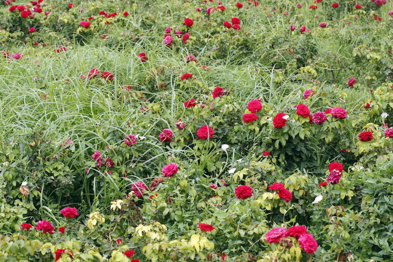 Jardines del Real, también llamados Jardines de Viveros.