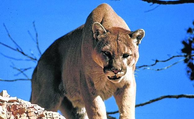 Un puma acecha en un parque natural americano. 