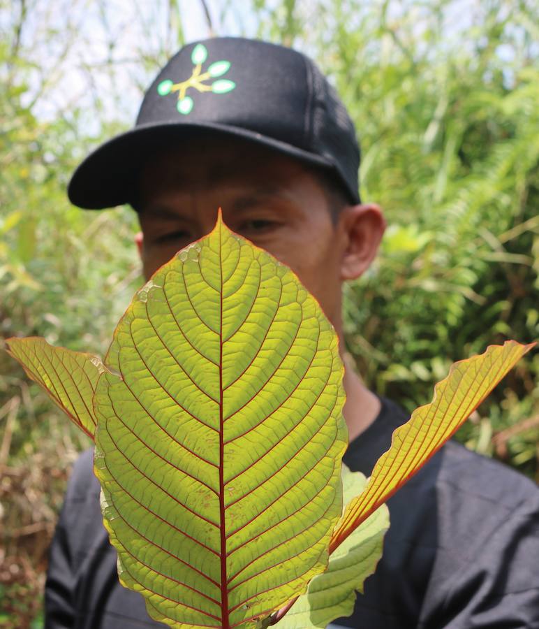 Desde hace mucho tiempo, en el sudeste asiático, las hojas de kratom se consumen en infusión o trituradas como sustituto de los opiáceos, como remedio contra la ansiedad o como droga recreativa. Estados Unidos es el principal mercado de kratom, que también se consume en Canadá y en Europa, donde cada vez hay más incautaciones.