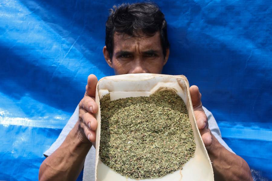 Desde hace mucho tiempo, en el sudeste asiático, las hojas de kratom se consumen en infusión o trituradas como sustituto de los opiáceos, como remedio contra la ansiedad o como droga recreativa. Estados Unidos es el principal mercado de kratom, que también se consume en Canadá y en Europa, donde cada vez hay más incautaciones.