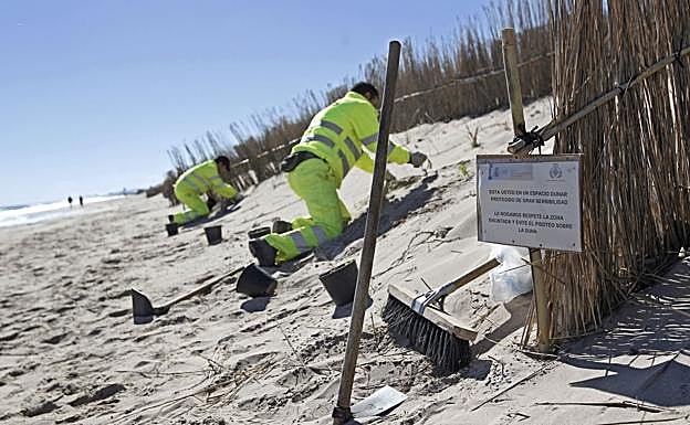 Obras de regeneración en un tramo de la playa de El Saler. 
