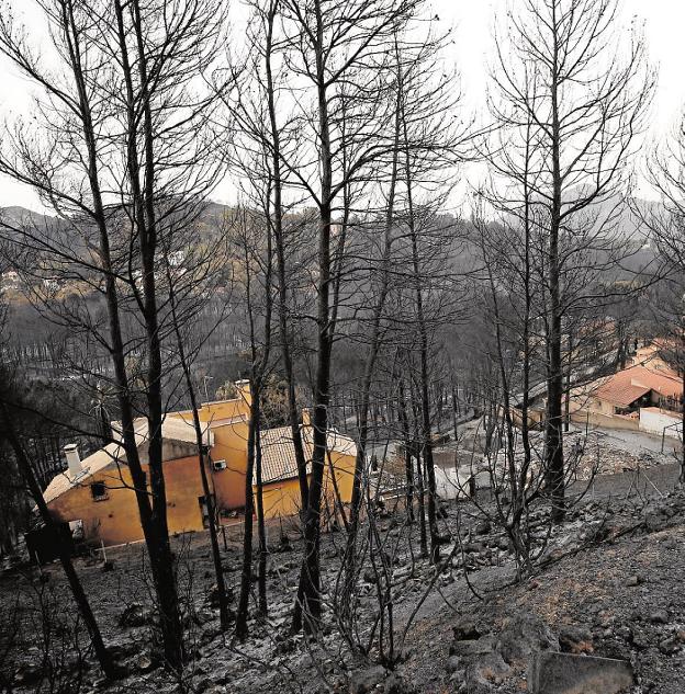 Estado de los terrenos afectados por el incendio de Llutxent del pasado verano. 