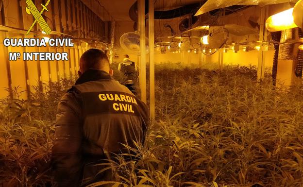 Desmantelan dos plantaciones de marihuana de traficantes chinos en Horno de Alcedo y Massamagrell