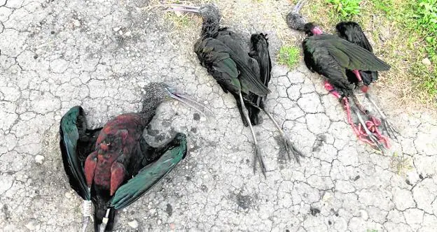Los tres ejemplares de 'plegadis flanicellus', hallados muertos por disparos en el parque natural Marjal Pego-Oliva. 