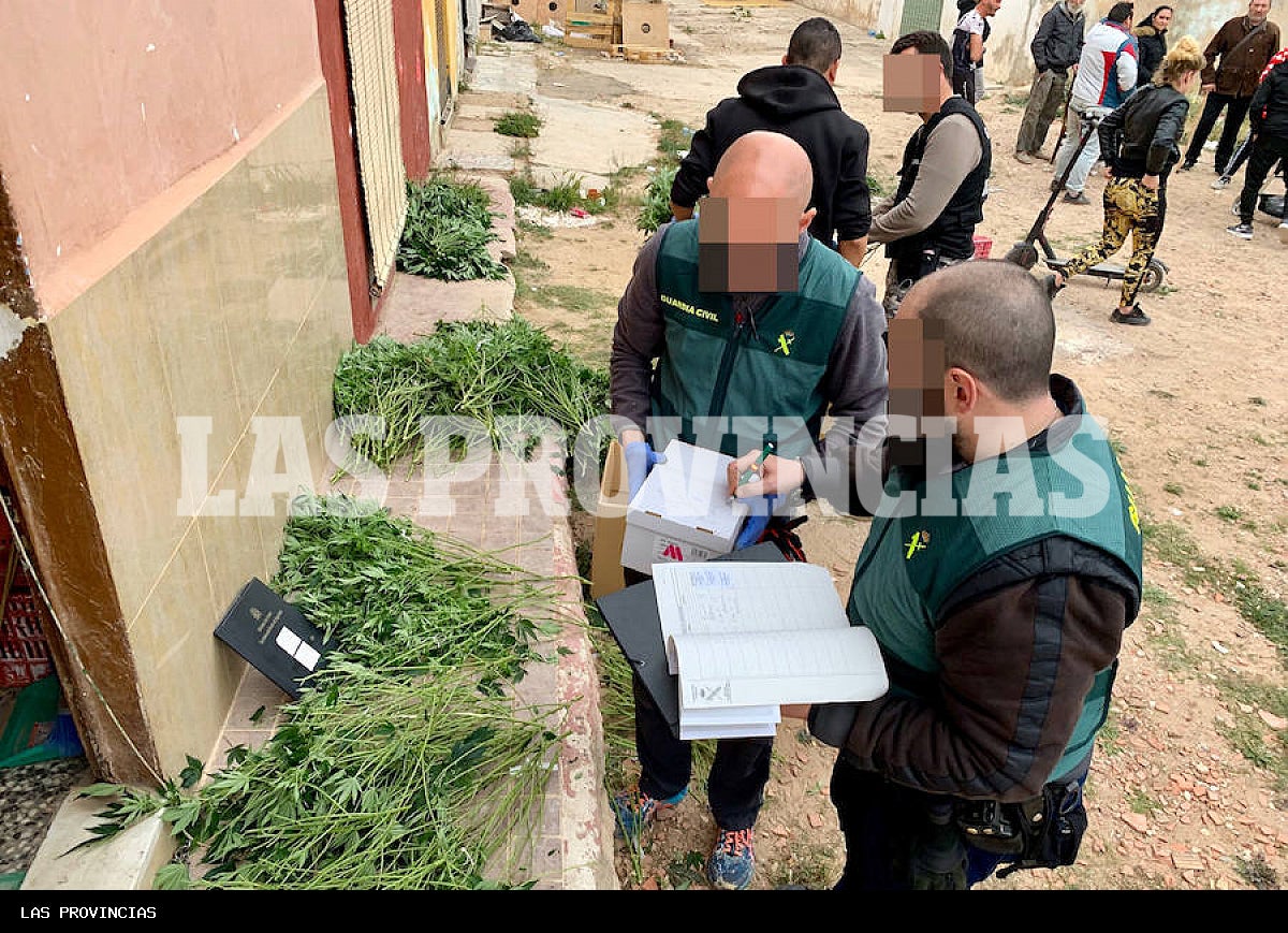 Fotos: Golpe al cultivo de marihuana en Carlet