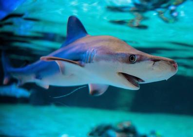 Imagen secundaria 1 - L&#039;Oceanogràfic de Valencia se reinventa