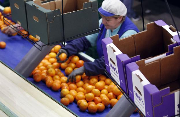 Línea de selección y envasado de naranjas para la exportación en una cooperativa. 