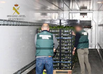 Imagen secundaria 1 - Un camión de gran tonelaje transportaba más de 270 kilos de marihuana camuflada entre apio y lechuga