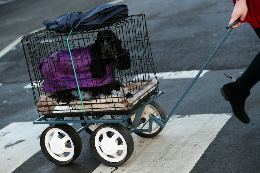 Crufts, la exposición canina más grande del mundo, se inauguró el jueves en Birmingham, Inglaterra, con más de 200 razas con la esperanza de obtener el principal premio 'Best in Show'. Esta será la 128 edición del evento que atrajo a nada menos que 21.000 perros el año pasado, toda una locura. Los participantes compiten en una amplia gama de actividades que incluyen agilidad y flyball.