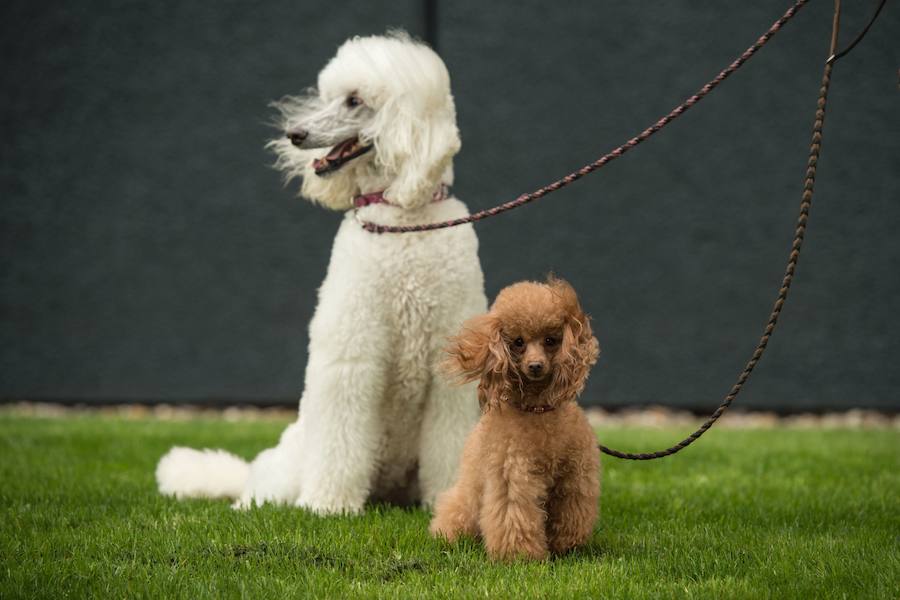 Crufts, la exposición canina más grande del mundo, se inauguró el jueves en Birmingham, Inglaterra, con más de 200 razas con la esperanza de obtener el principal premio 'Best in Show'. Esta será la 128 edición del evento que atrajo a nada menos que 21.000 perros el año pasado, toda una locura. Los participantes compiten en una amplia gama de actividades que incluyen agilidad y flyball.