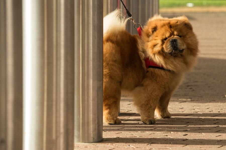 Crufts, la exposición canina más grande del mundo, se inauguró el jueves en Birmingham, Inglaterra, con más de 200 razas con la esperanza de obtener el principal premio 'Best in Show'. Esta será la 128 edición del evento que atrajo a nada menos que 21.000 perros el año pasado, toda una locura. Los participantes compiten en una amplia gama de actividades que incluyen agilidad y flyball.